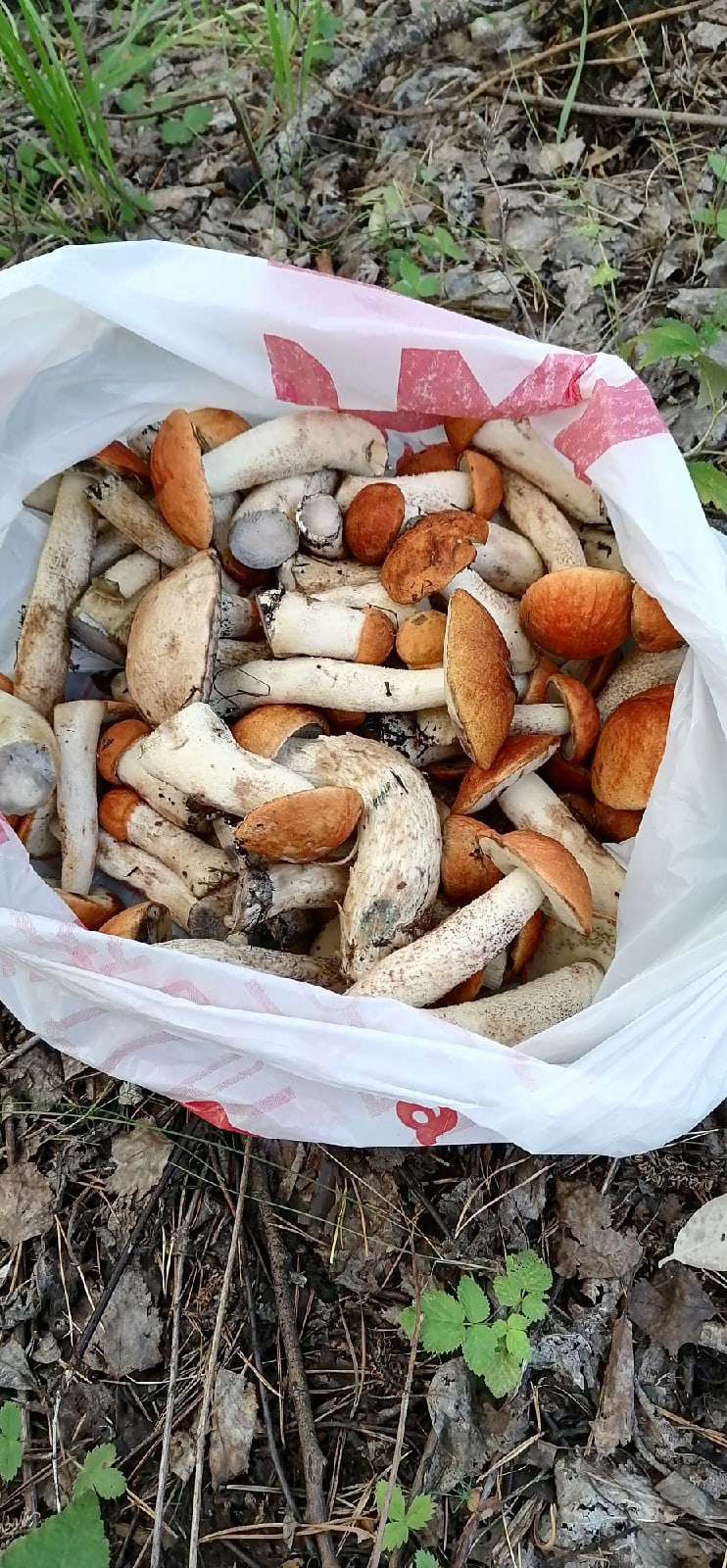 Много грибов можно найти в районе Арамиля