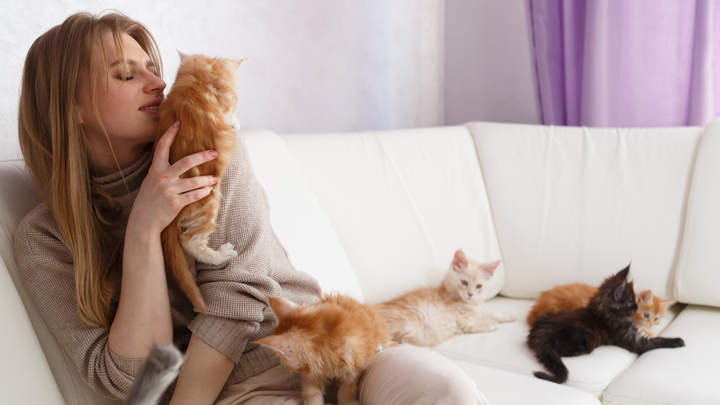 Женщина кошек: красноярка завела 29 мейн-кунов, отдала им квартиру и сделала на этом бизнес