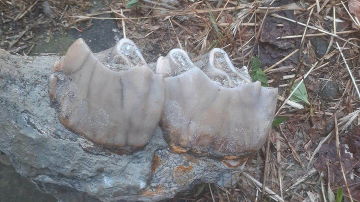 Кости древнего носорога нашли в Белореченске, ему 2,5 миллиона лет