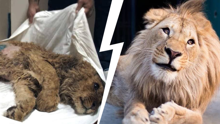 Суд огласил приговор фотографу за издевательства над львенком, спасенным челябинским ветеринаром