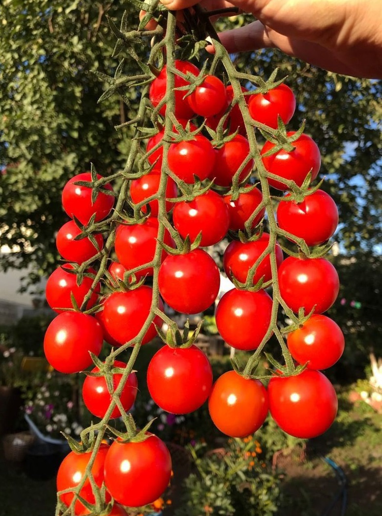 Идеальные томаты поспели у наших читателей на даче