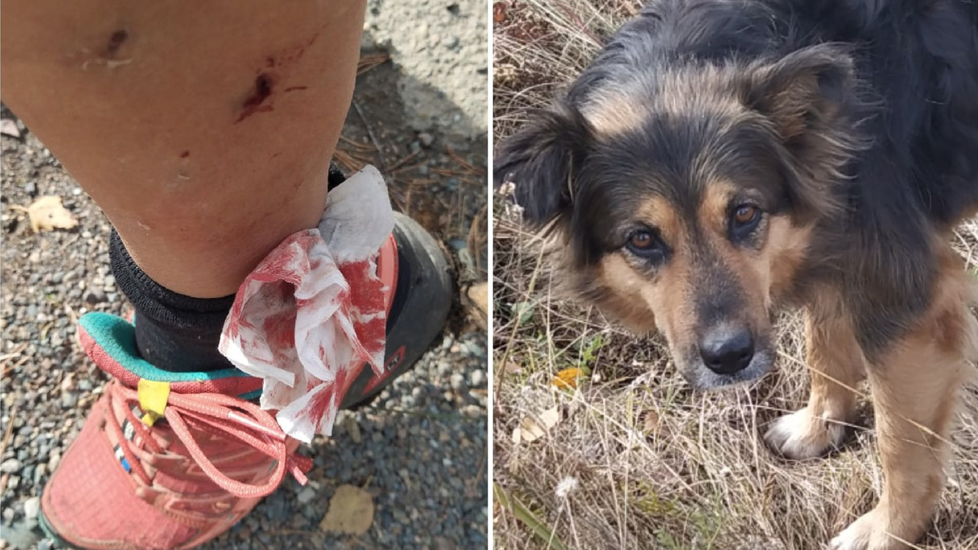 «Их чипируют и возвращают обратно»: бродячая собака напала на велосипедистку в «Гремячей гриве»