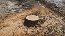 «Всё началось с инициативы "облагородить"»: в Рыбинске массово вырубают деревья