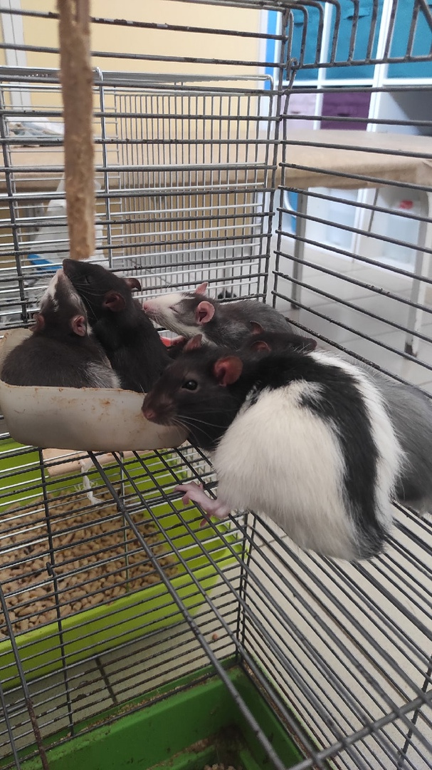 Крысы, которых разводили на корм