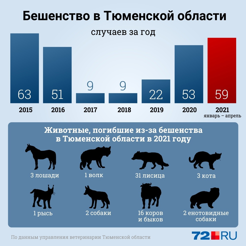Основным источником распространения бешенства являются дикие плотоядные животные, домашние животные заражаются после контакта с ними Основным источником распространения бешенства являются дикие плотоядные животные, домашние животные заражаются после контакта с ними