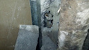 В Екатеринбурге зооспасатель вытащил из стены многоэтажки котенка, застрявшего в вентиляционном канале