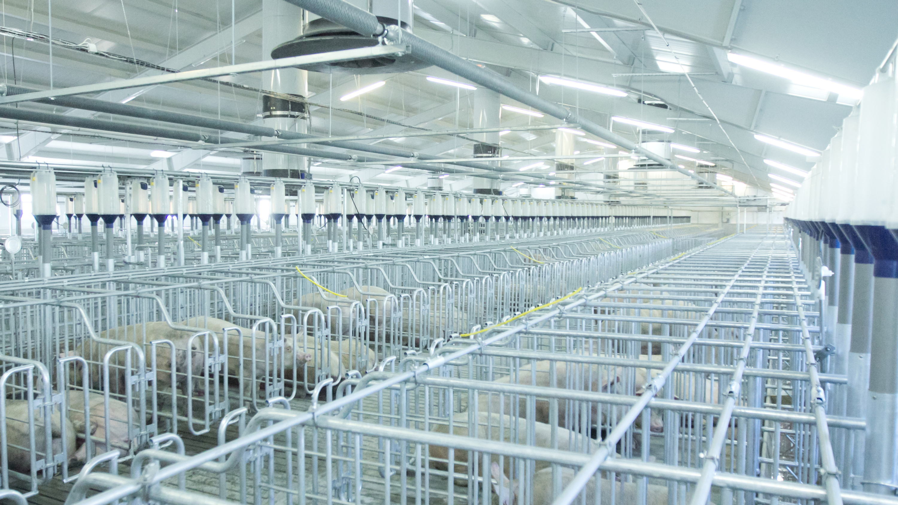 Сайт свинокомплекс уральский. Свинокомплекс улан-удэ. Сайт свинокомплекс уральский. Свинокомплекс уральский богданович. Сибагро свинокомплекс уральский.