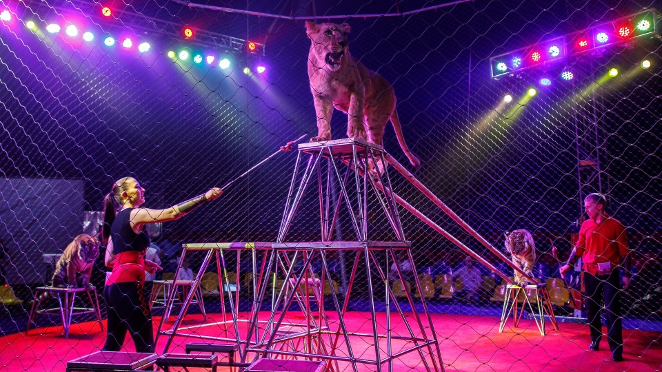 «Да пусть пикетируют сколько им хочется»: в Волжском зоозащитники начали протесты против цирка с тиграми