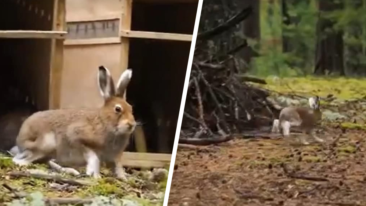 Из новосибирского зоопарка впервые на природу выпустили зайцев-беляков — трогательное видео