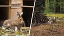 Из новосибирского зоопарка впервые на природу выпустили зайцев-беляков — трогательное видео