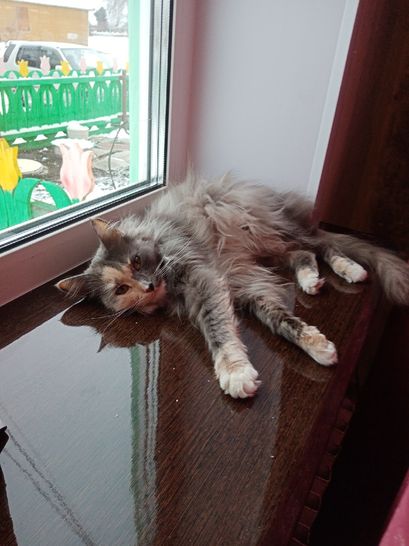 Любимица еще одного нашего читателя — кошка Дуся