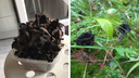 В лесах под Новосибирском нашли странные черные грибы — их называют «трубой смерти»