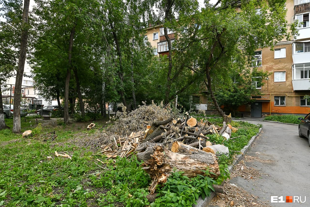 И спиленные деревья И спиленные деревья