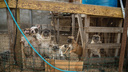 Новосибирский суд решил выселить собак заводчицы с Порт-Артурской