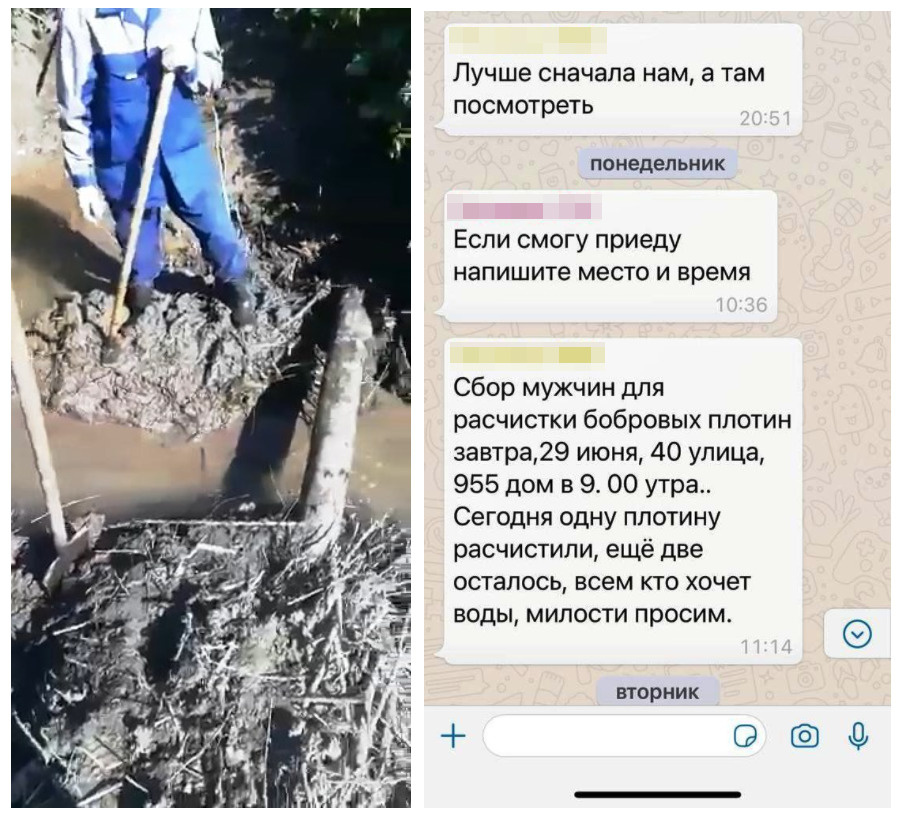 Садоводы в Татарстане объявили войну бобрам, не поделив с ними воду для огородов