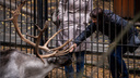 Новосибирский зоопарк увеличил время посещения — гулять там можно будет до позднего вечера