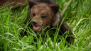 В Новосибирской области медведица с медвежонком вышли к жилым домам