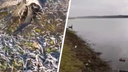 В Енисейском районе погибли тысячи мальков краснокнижного осетра. Прокуратура начала проверку