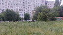 «Наши дети заблудились в лебеде»: в Волгограде дворы захватывает крайне аллергенный бурьян