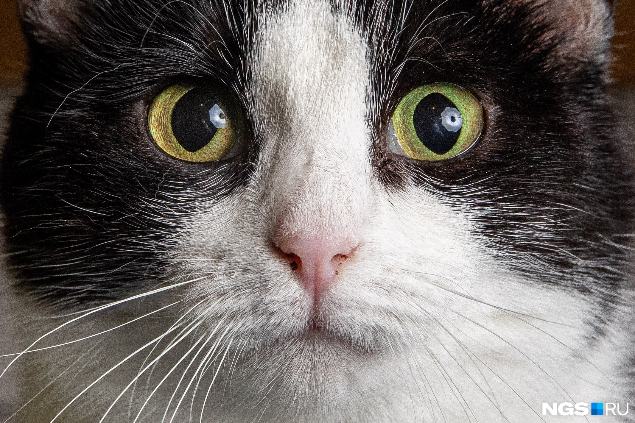 кот переживает. абиссинская кошка рыжая с зелёными глазами. пристальный взгляд кота. серая полосатая кошка. кот смотрит в глаза.