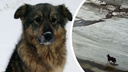 Подростки в Челябинской области спасли с дрейфующей льдины бездомную собаку. Теперь ей ищут хозяев