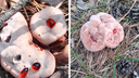 Новосибирцы находят в лесах области «кровавые» грибы