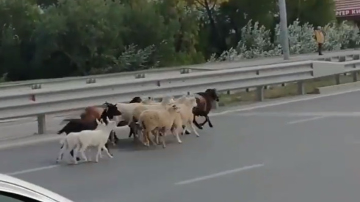 Стадо баранов и коз перебегало оживленную дорогу в Тюмени