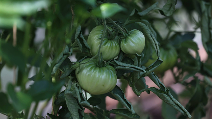 8 распространенных болезней томатов, и как с ними бороться
