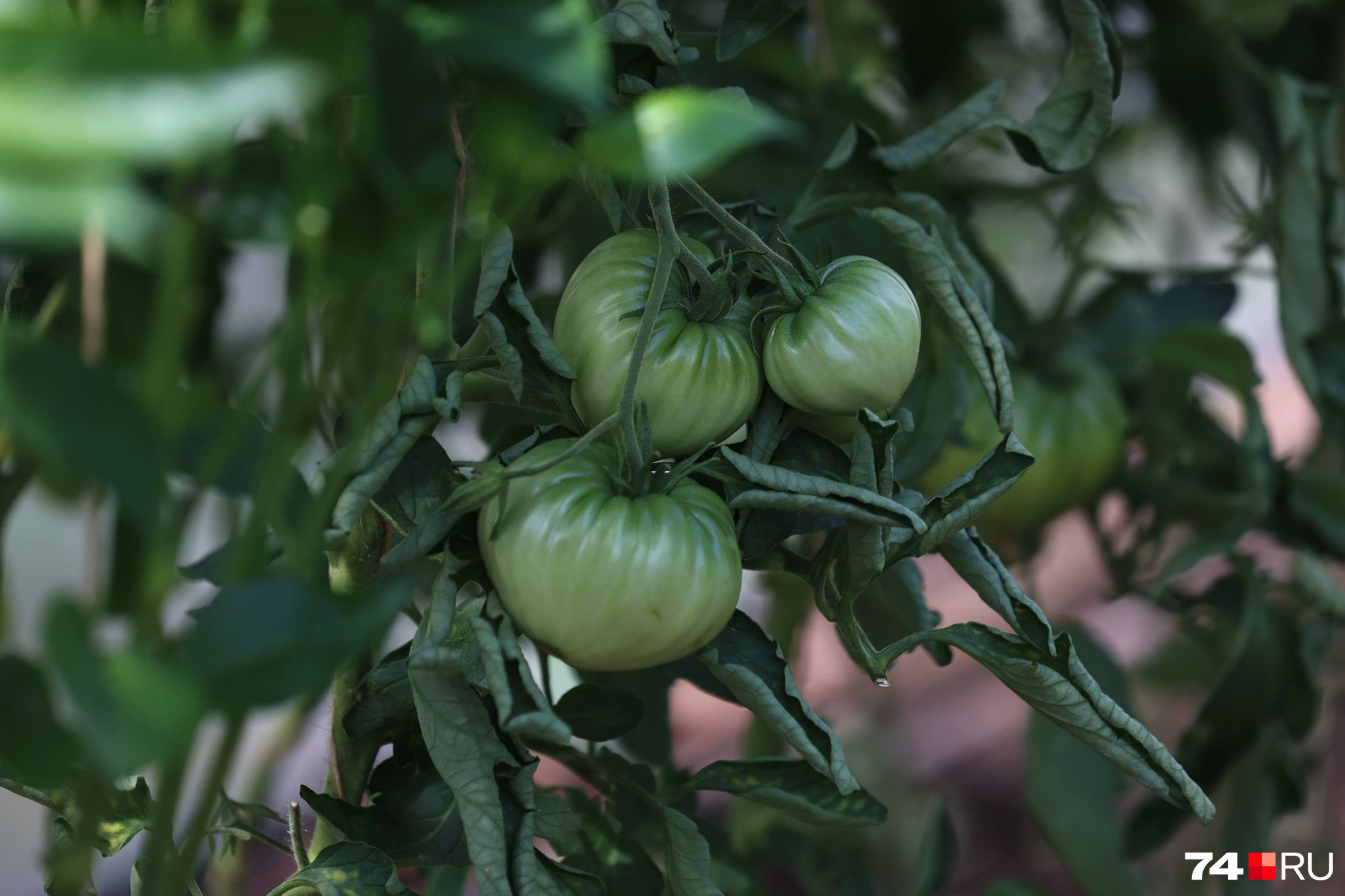 Скручиваются листья на рассаде помидоров: в чем причина и как спасти