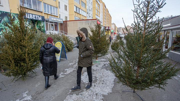 Чиновники попросили челябинцев выбрасывать новогодние елки на мусорки в своих дворах