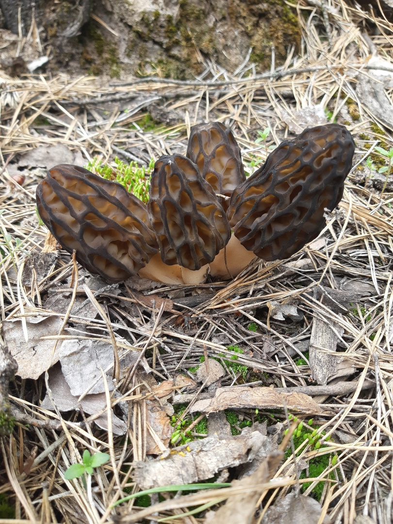 Вот эти грибы выросли в Воронежской области — там в этом году их видимо-невидимо