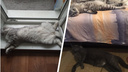 Разморило! Публикуем фотоподборку котиков, которые придумали свои способы спасения от жары