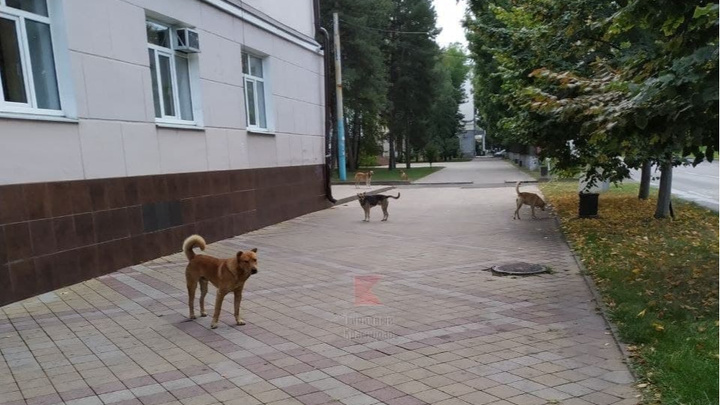 Краснодарцы жалуются на нападения дворовых собак в разных районах города