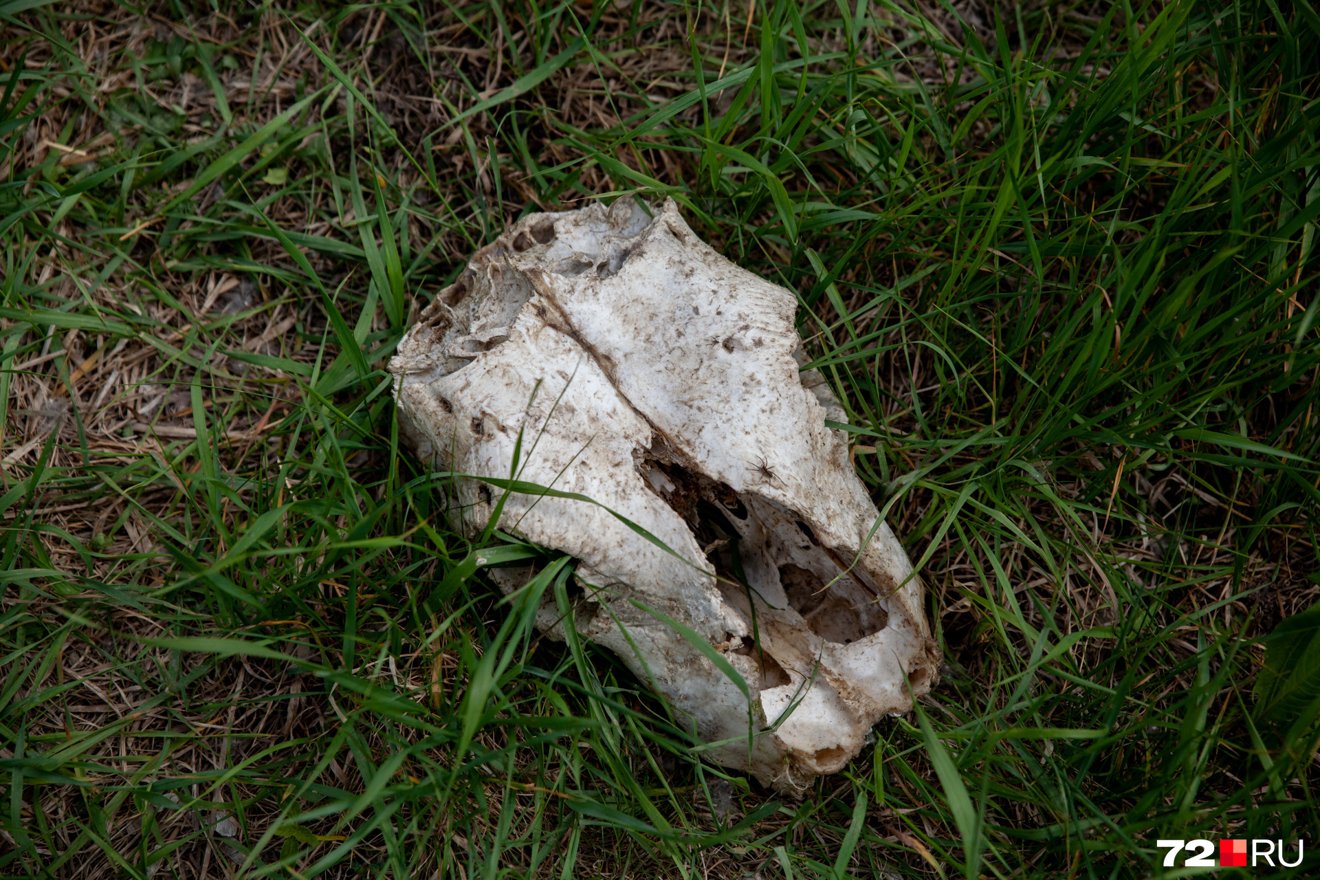 Какого животного череп — неизвестно
