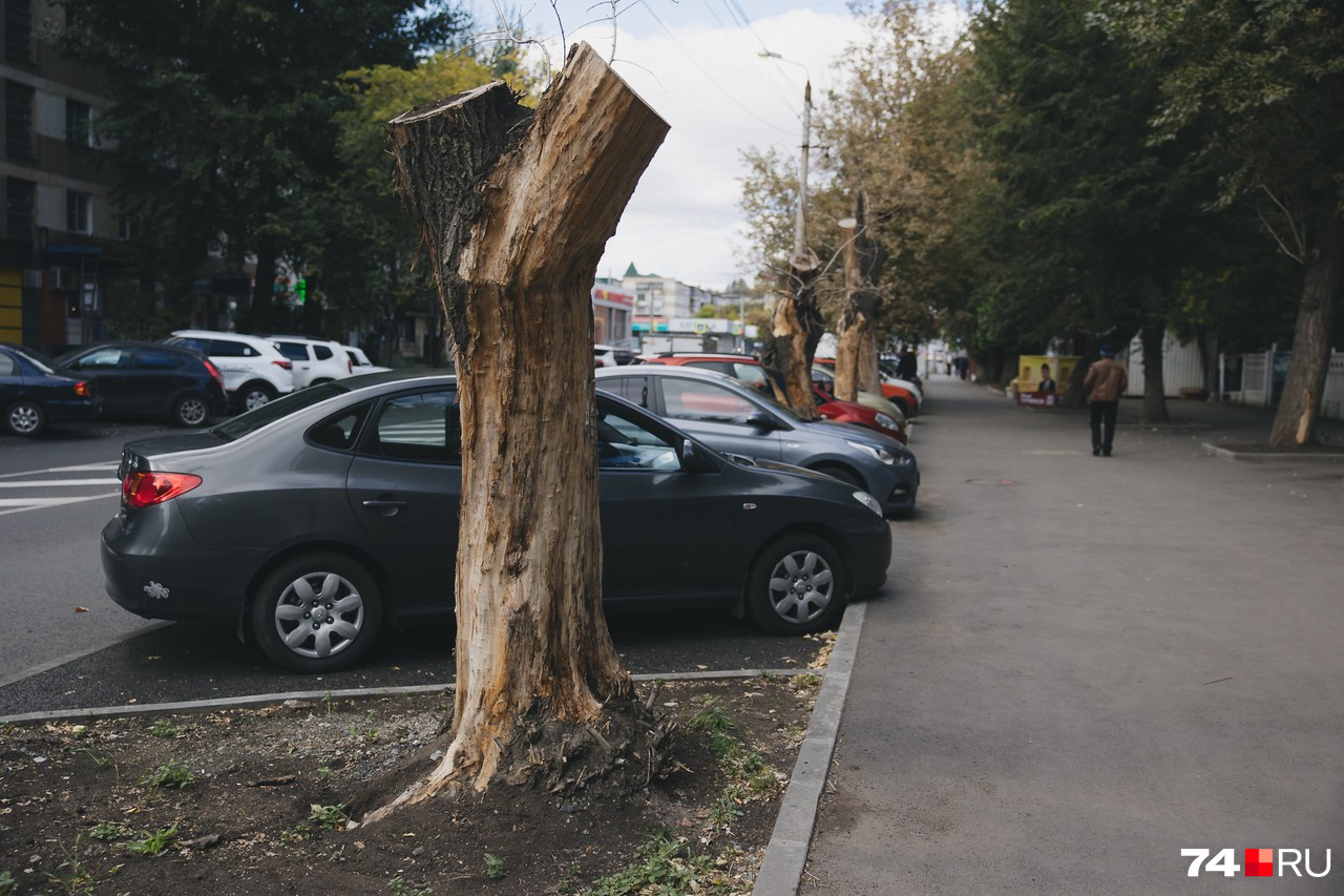 Вдоль парковок мертвые, безобразно спиленные деревья