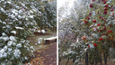 В Новосибирске пошел первый снег. Когда ударят морозы?
