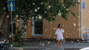 В Новосибирске начался сезон тополиного <nobr class="_">пуха —</nobr> публикуем снимки, от которых хочется чихать