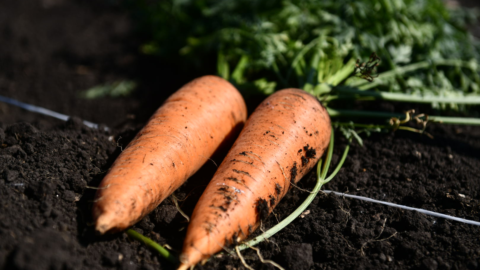 Сеем морковь и свеклу: как сделать это правильно — проверенные временем хитрости