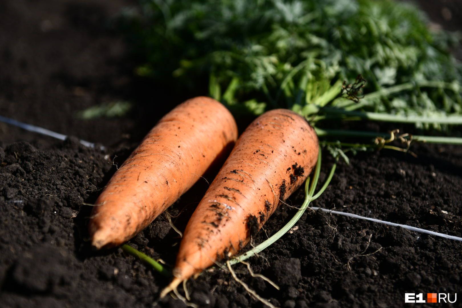 Посадка моркови и свеклы весной в открытый грунт: морковь, посадка,хитрости - 27 мая 2023 - v1.ru