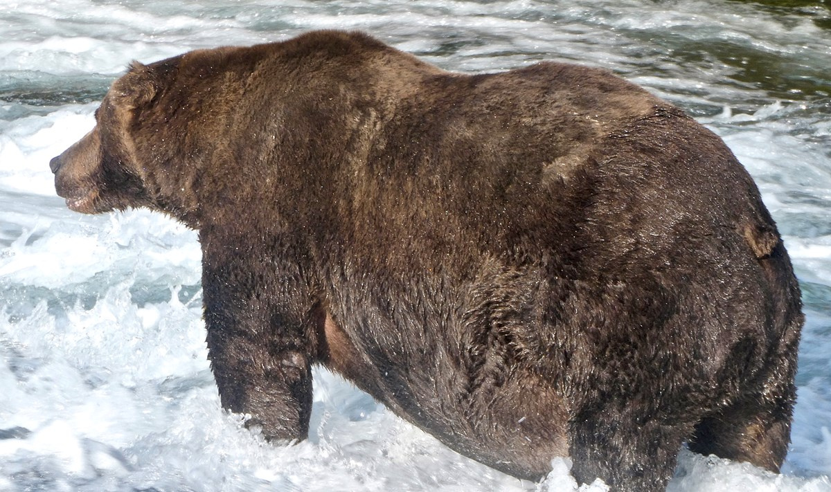 Чемпион «Недели толстых медведей» — 2020, весящий 747 кг. Фото Национального парка Катмай