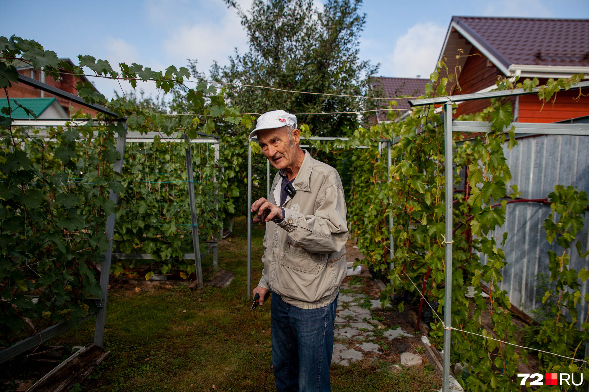 Александр Васильевич говорит, что для винограда в Тюмени опасны весенние заморозки, но у мастера есть секреты, как этому противодействовать (как укрывать и утеплять)