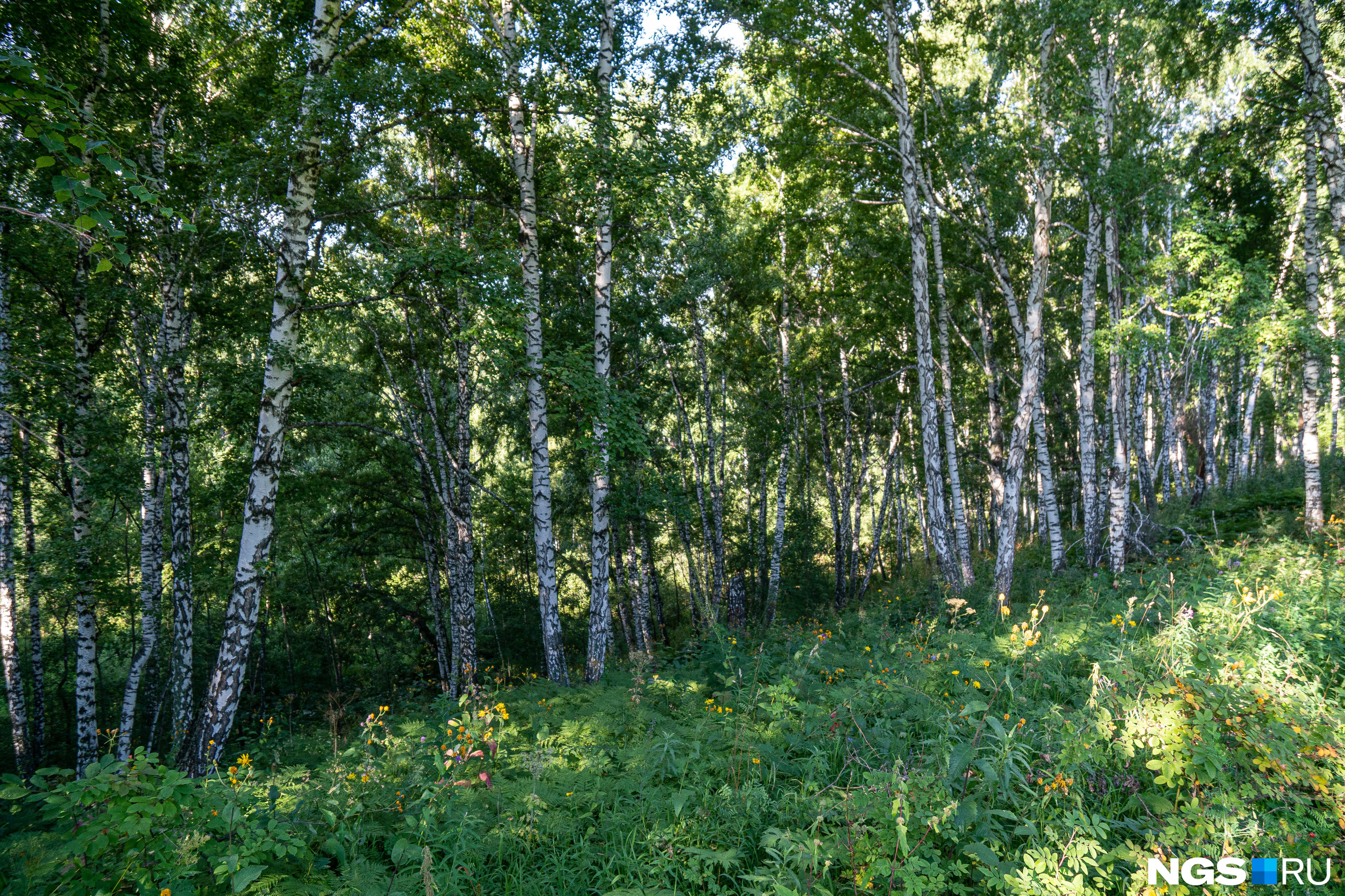 Река плющиха