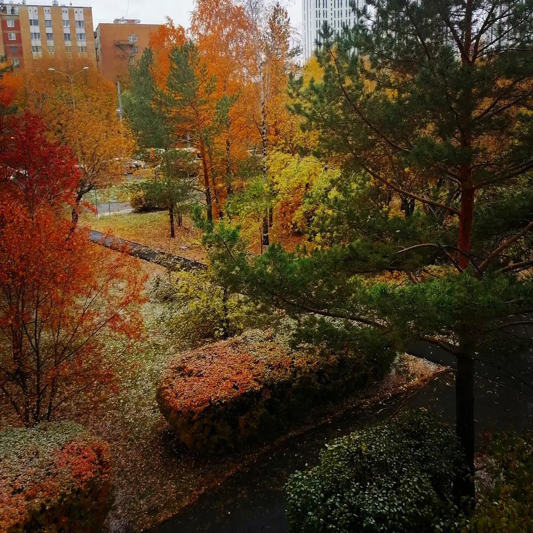 В одном снимке все оттенки октября — деревья с желтыми и красными листьями, запорошенные снежком