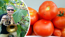 «Главное — корни в тепле»: можно ли собирать помидоры зелеными и как устроить плантацию на балконе