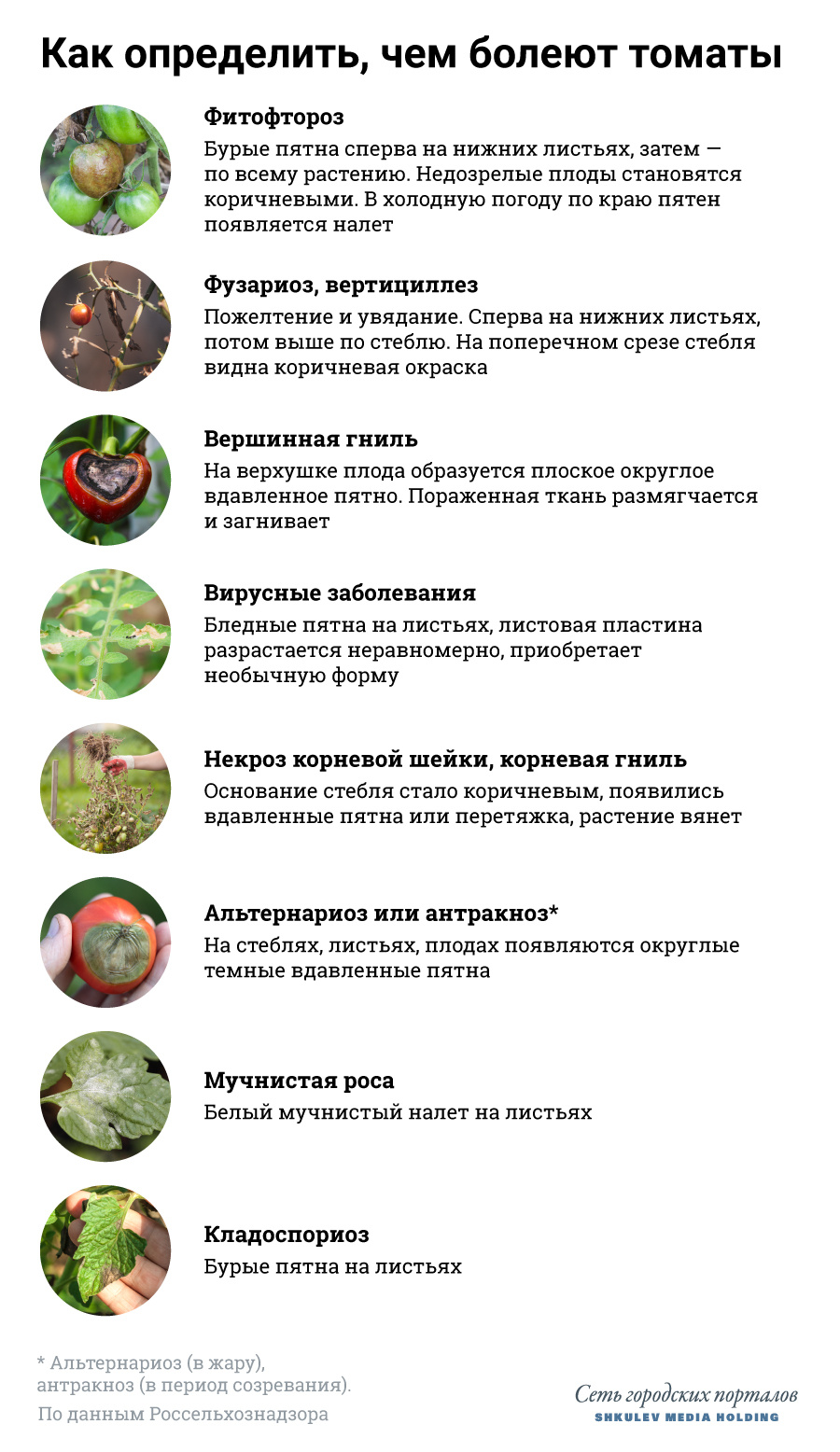 Болезни томатов и способы борьбы с ними - 9 августа 2021 - НГС