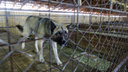 В крупной станице Волгоградской области введен карантин из-за бешеной собаки