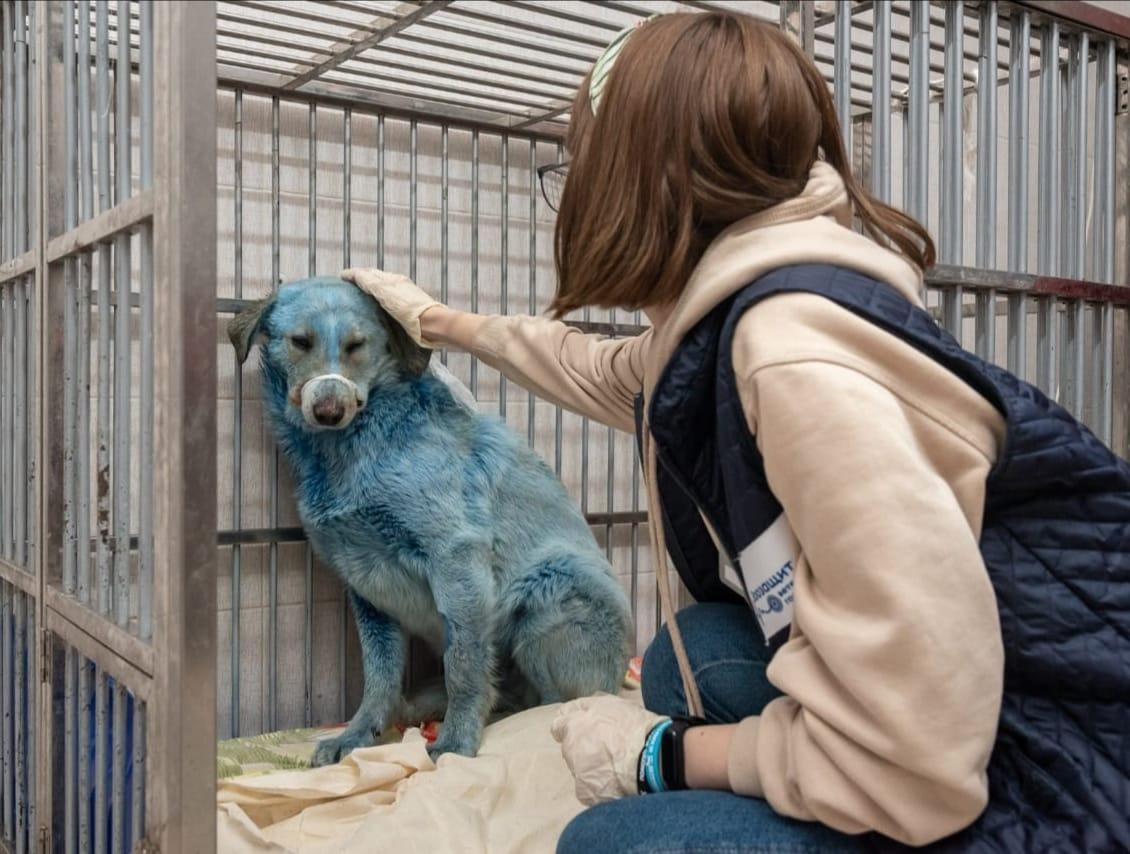 Собаки окраса «берлинская лазурь». Власти Дзержинска выяснили, от чего посинели животные на местном заводе