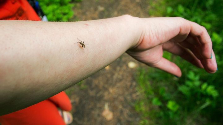 «Звёздочка» не поможет: как снять зуд от укусов насекомых