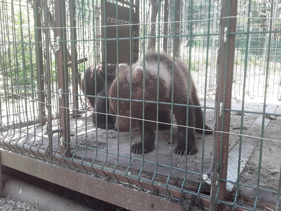 В Хабаровском приюте животные проведут как минимум год В Хабаровском приюте животные проведут как минимум год