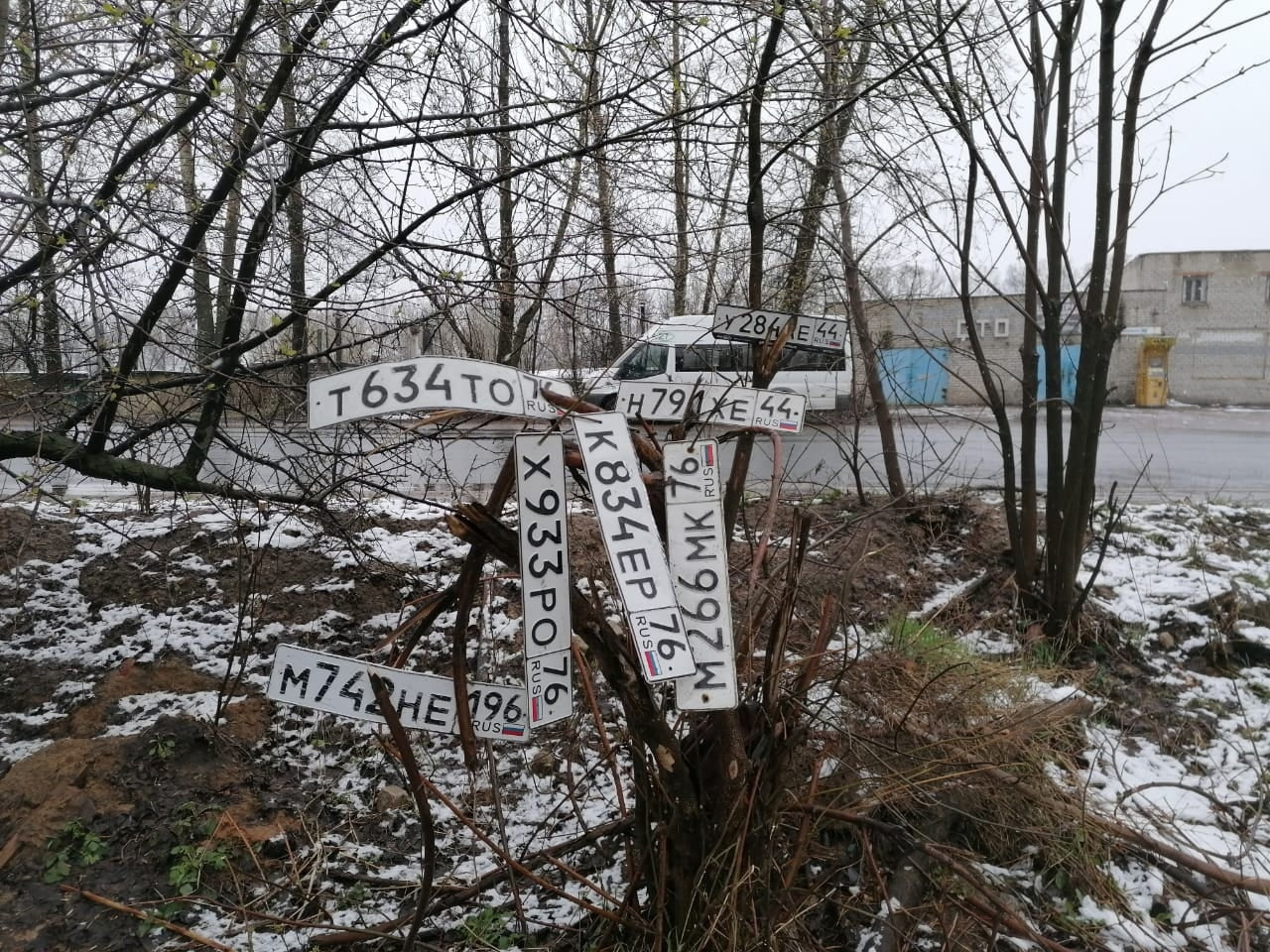 Дерево с утонувшими в луже номерами машин Дерево с утонувшими в луже номерами машин
